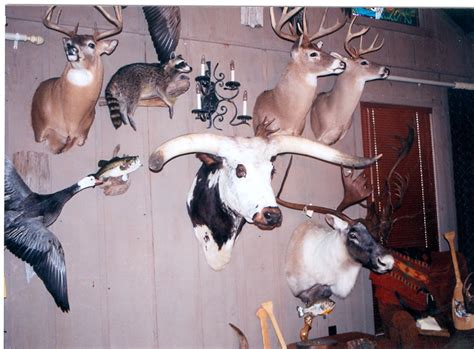 Karen's taxidermy. Things To Know About Karen's taxidermy. 